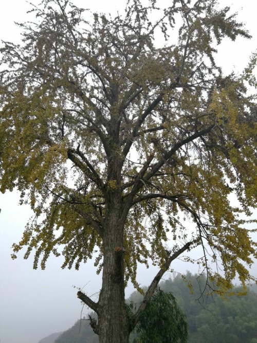 ��Ҧ���̻���Ϊ��������