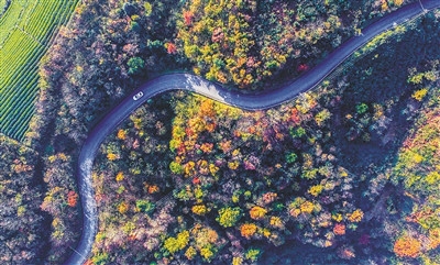 ۴��һ����ֲ1000��Ķ��ɫ��ľ